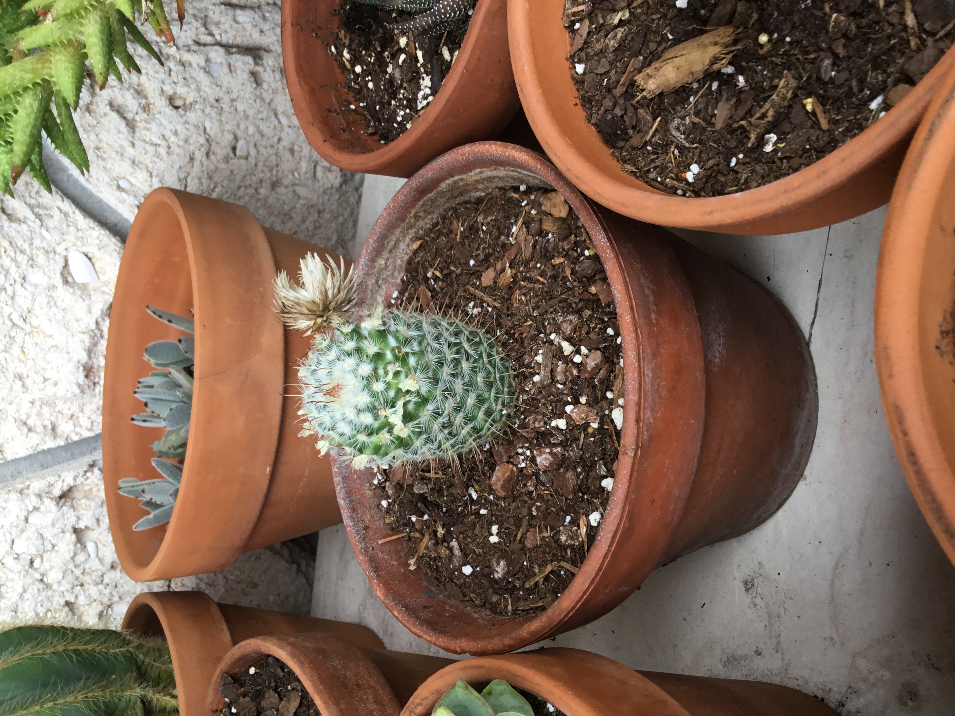 Mammillaria spinosissima.jpg